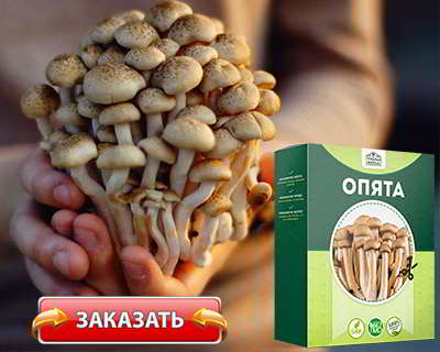 Домашняя грибница купить на официальном сайте
